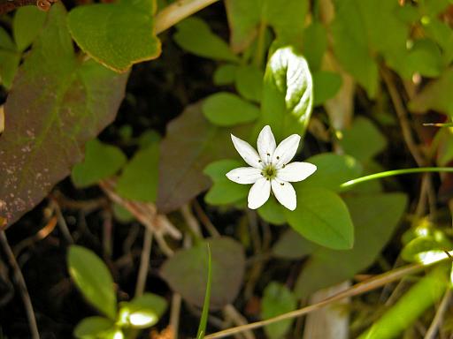 Northern starflower, Cabin Island.jpg - Northern starflower ( Trientalis arctica ), Cabin Bay, McCauley Island       